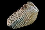 Woolly Mammoth Molar From Poland - Collector Quality! #136514-6
